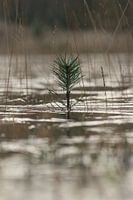 Minimalistisch takje in het ijs.1