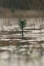 Minimalistisch takje in het ijs.1