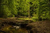 Wunderschöner Wald im Waterloopbos von Robert Snoek Miniaturansicht