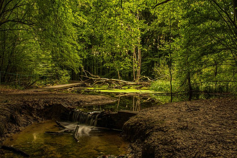 Wunderschöner Wald im Waterloopbos von Robert Snoek