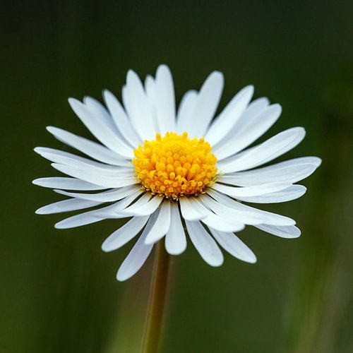 The daisy blossom