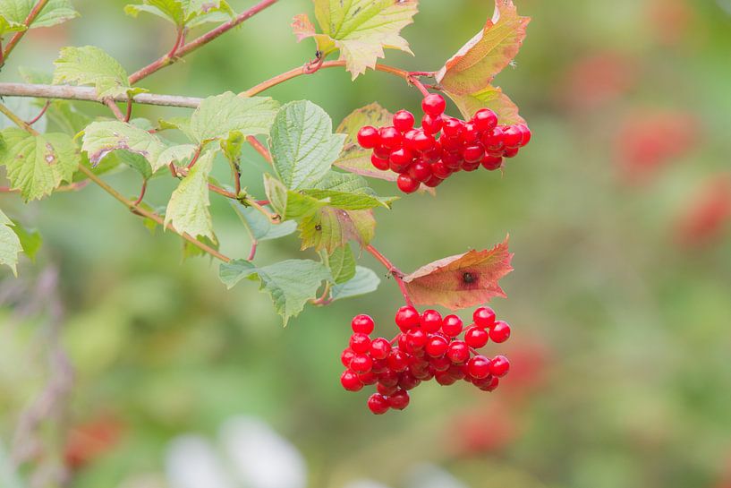 rood von Jan Heijmans