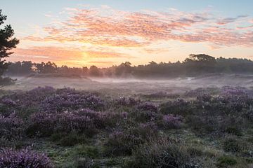 Lever de soleil sur les landes d'Utrechtse Heuvelrug sur Peter Haastrecht, van