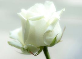 Weiße Rose von hetty'sfotografie