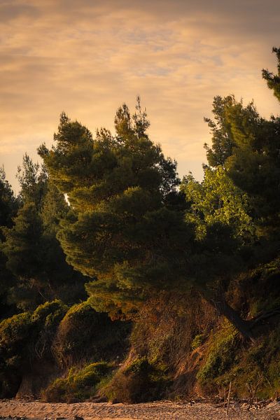 Sunset along the pine beach by Stille Vertelling