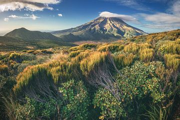 Nieuw-Zeeland Mount Taranaki Mangorei Track van Jean Claude Castor