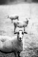 Schapen trio in zwart-wit Lieve mini kudde met vrolijke blik.