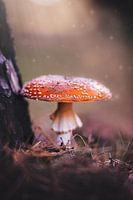 Champignon rouge avec points blancs | photo d'art