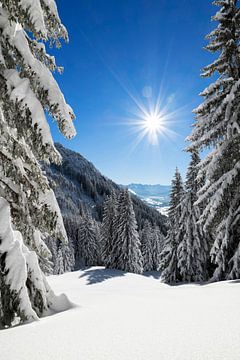 Besneeuwd bos op een zonnige winterdag van Andreas Föll
