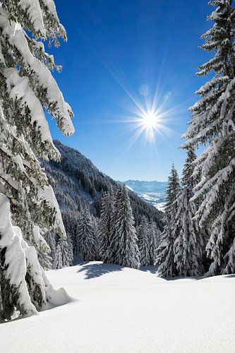 Snowy forest on a sunny winter day