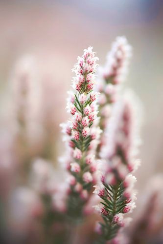 Détail de la nature