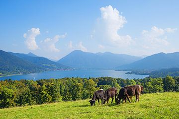Kudde koeien op de weide, uitzicht op de Tegernsee van Susanne Bauernfeind