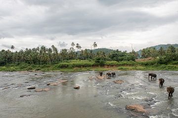 Elephants in Sri Lanka by Roland de Zeeuw fotografie