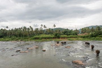 Elephants in Sri Lanka sur Roland de Zeeuw fotografie