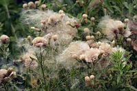 Thistle Fluff