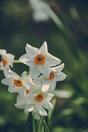 Rathenow "City of Optics by David Krause