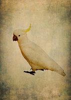 Yellow crested cockatoo 4