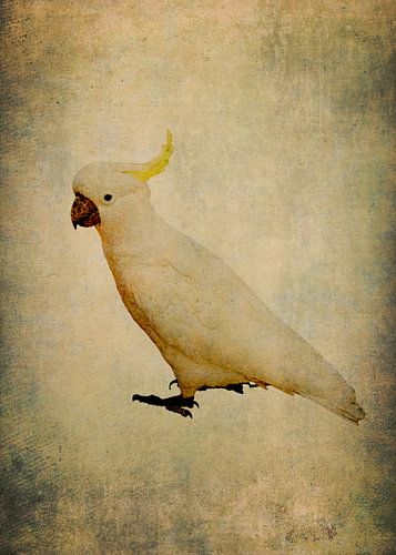 Yellow crested cockatoo 4