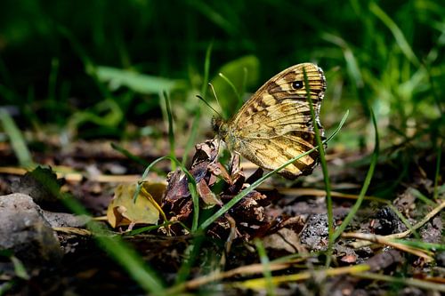 Wanddecoratie van een Bruingele Vlinder die tussen het gras zit