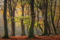 Beukenbos op een zonnige herfst ochtend