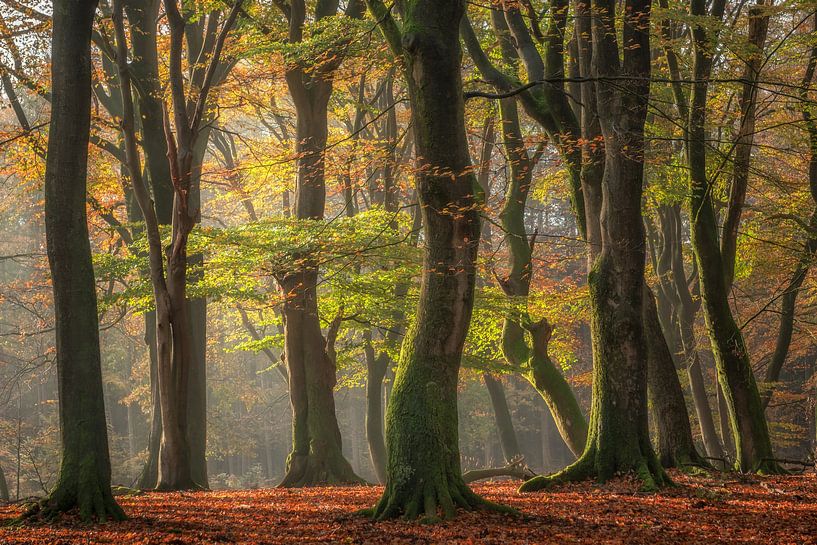 Buchenwald an einem sonnigen Herbstmorgen von Dennis Mulder