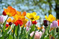 Tulpen in de zon