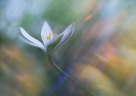 Vogelmilch von Remco loeffen