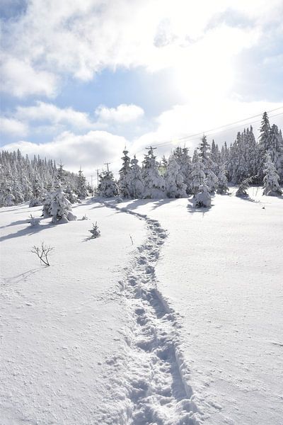 Snowshoe tracks in the snow by Claude Laprise