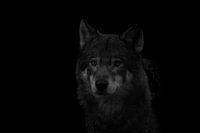 Portrait de loup Noir & ; Blanc
