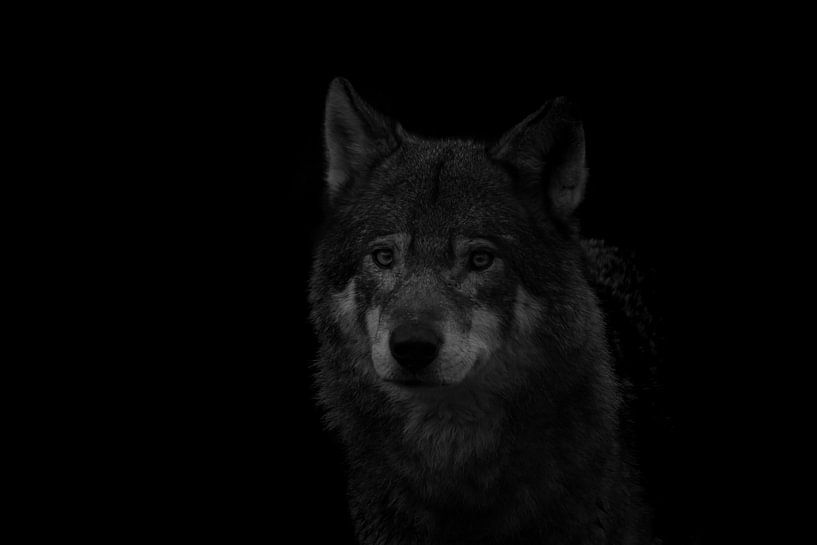 Wolf Portrait Schwarz &amp; Weiß von Wesley Klijnstra