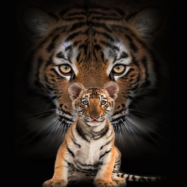 Mother with child tigers by Bert Hooijer