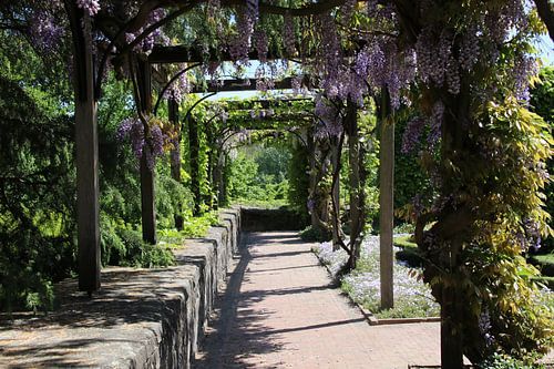 Chinese wisteria