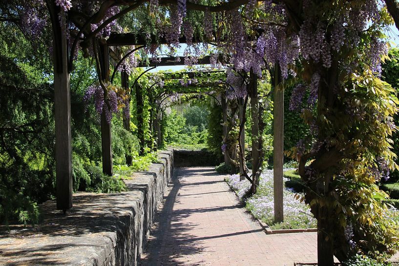 Chinese wisteria by Denise van Eck