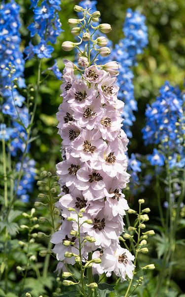 Hoher Rittersporn, Delphinium elatum von Alexander Ludwig