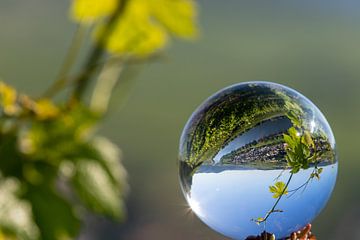 Crystal ball with vine and the Moselle valley by Reiner Conrad