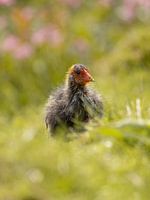 Jonge meerkoet