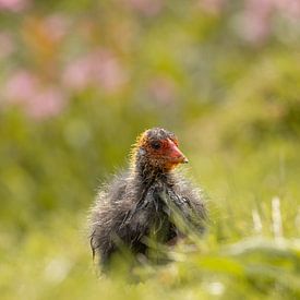 Jonge meerkoet van Steffie van der Putten