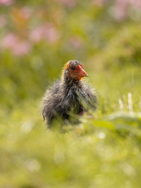 Jeune foulque par Steffie van der Putten