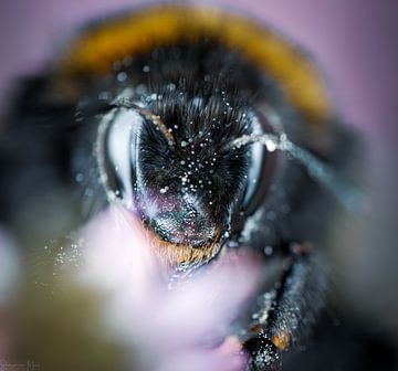 Bumblebee Portrait van Shanna van Mens Fotografie