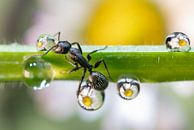 the ant between the drops, EMANUELE CALEFFI by 1x thumbnail