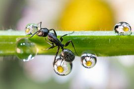 the ant between the drops by EMANUELE CALEFFI