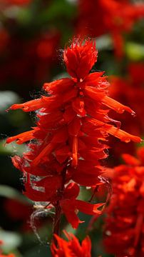 Madeira - Grote roodbloeiende bloem, Portugal, warm zonlicht, mooie plant van adventure-photos