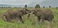 Zwei verliebte Elefanten von Esther van der Linden Miniaturansicht