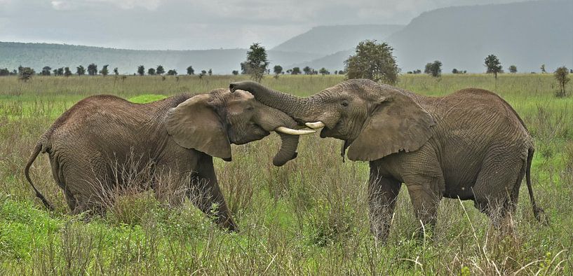 Zwei verliebte Elefanten von Esther van der Linden