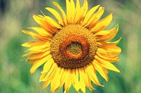 Sonnenblume