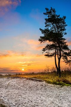 Eenzame boom aan het strand van de Oostzee