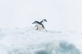 Deux manchots à menton blanc ensemble dans la neige en Antarctique sur Nanda Bussers
