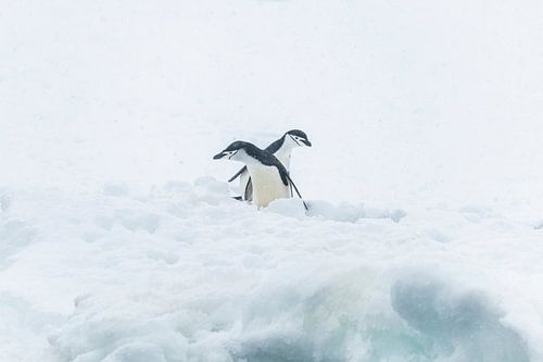 Deux manchots à menton blanc ensemble dans la neige en Antarctique