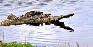 Un crocodile ?
