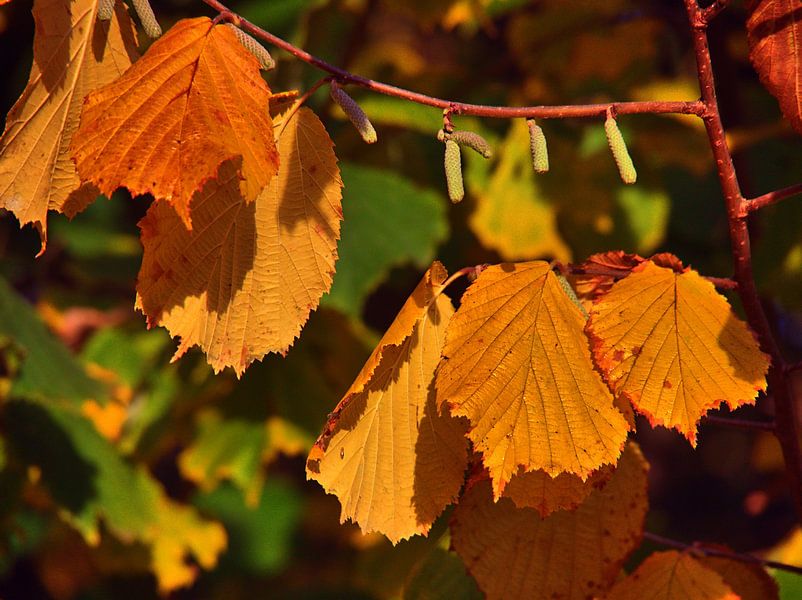 Herfstkleuren van Edgar Schermaul